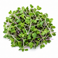 Cabbage Microgreens