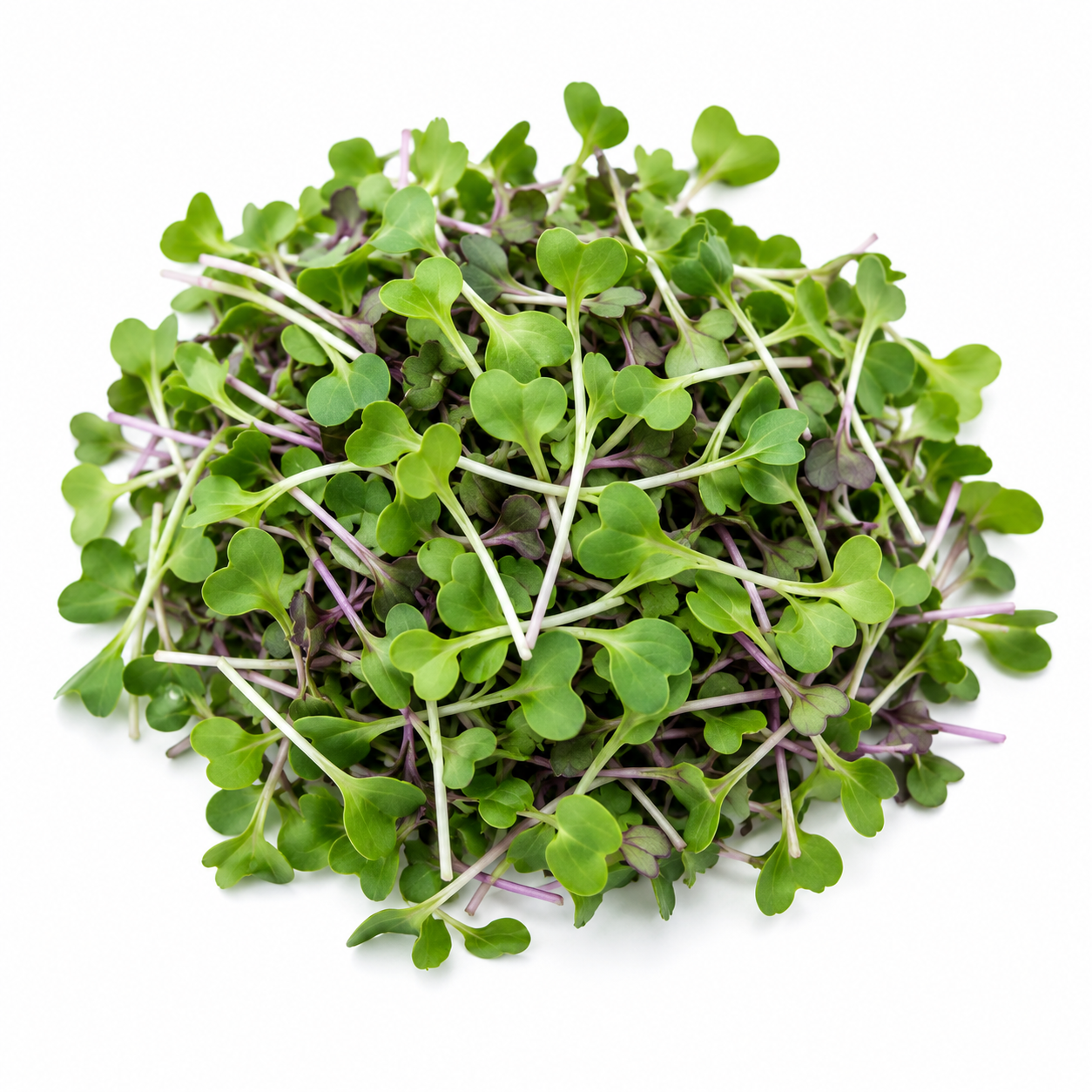 Cabbage Microgreens