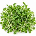 Arugula Microgreens