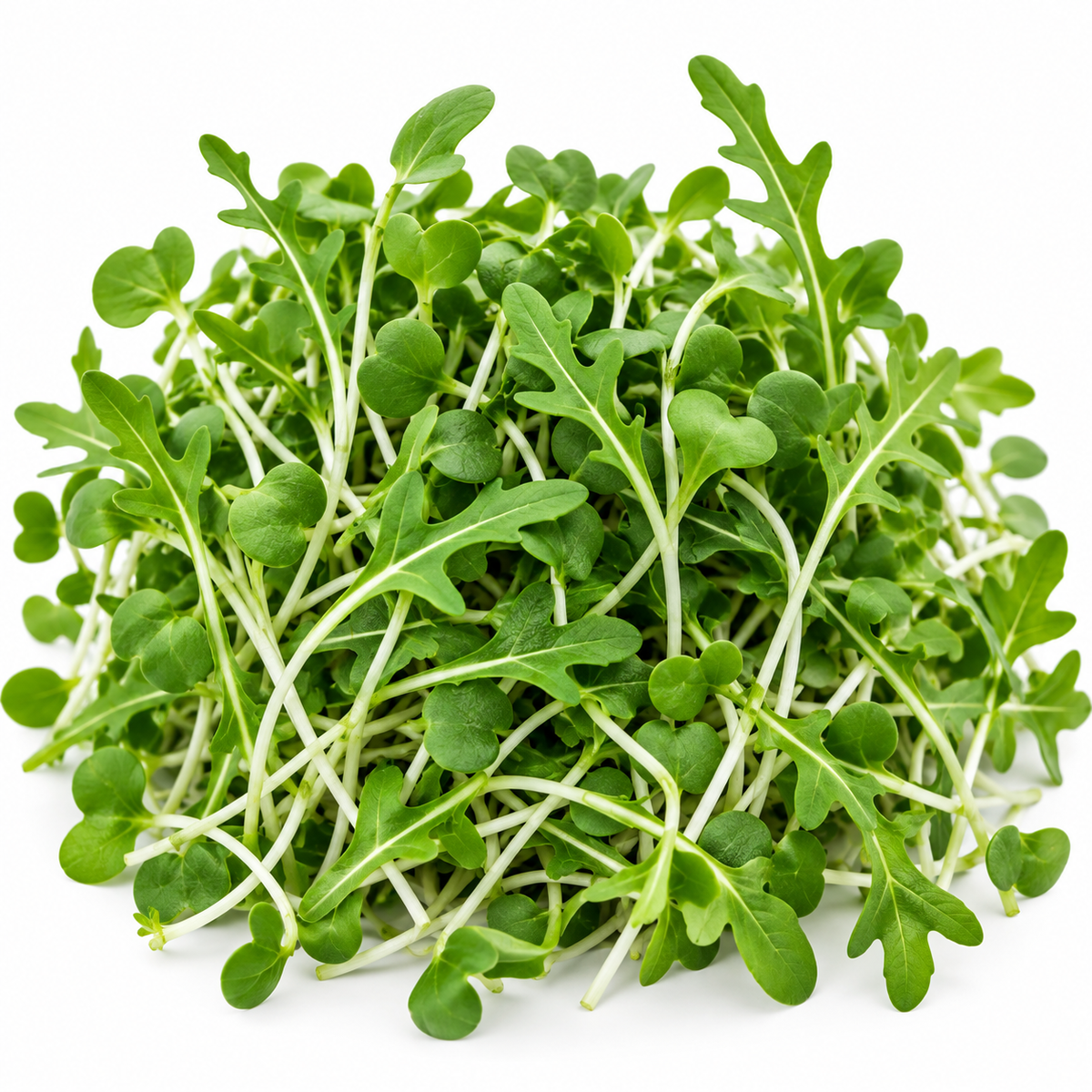 Arugula Microgreens