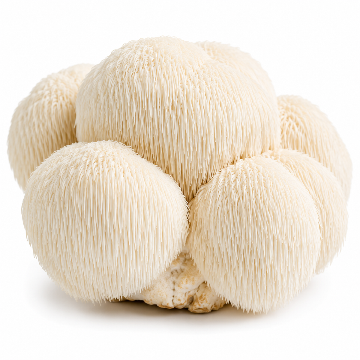 Lion's Mane Mushrooms (4oz)