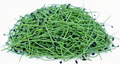 Broccoli & Spicy Green Onion Microgreens
