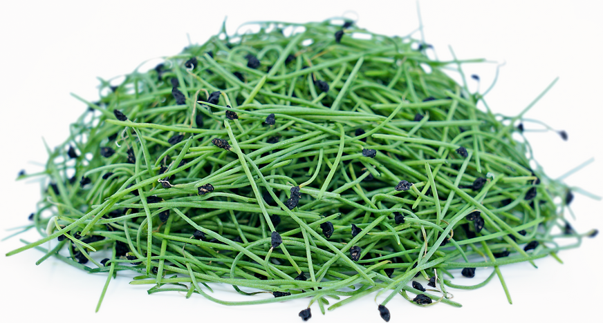 Broccoli & Spicy Green Onion Microgreens