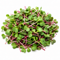 Radish Microgreens