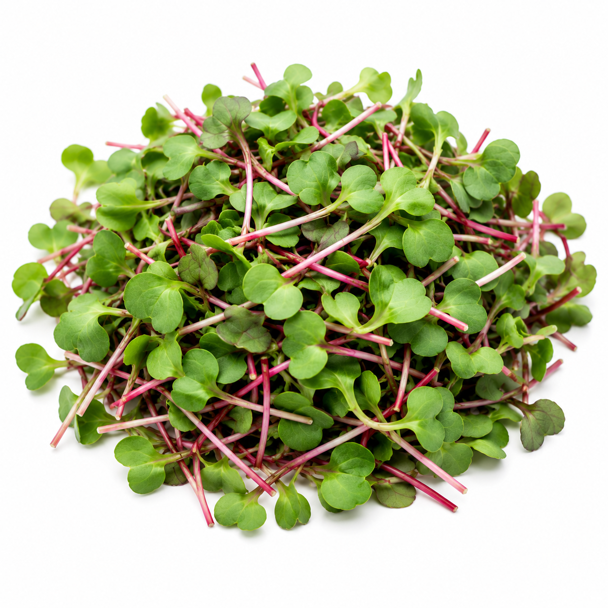 Radish Microgreens