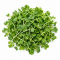 Broccoli & Cilantro Microgreens Blend