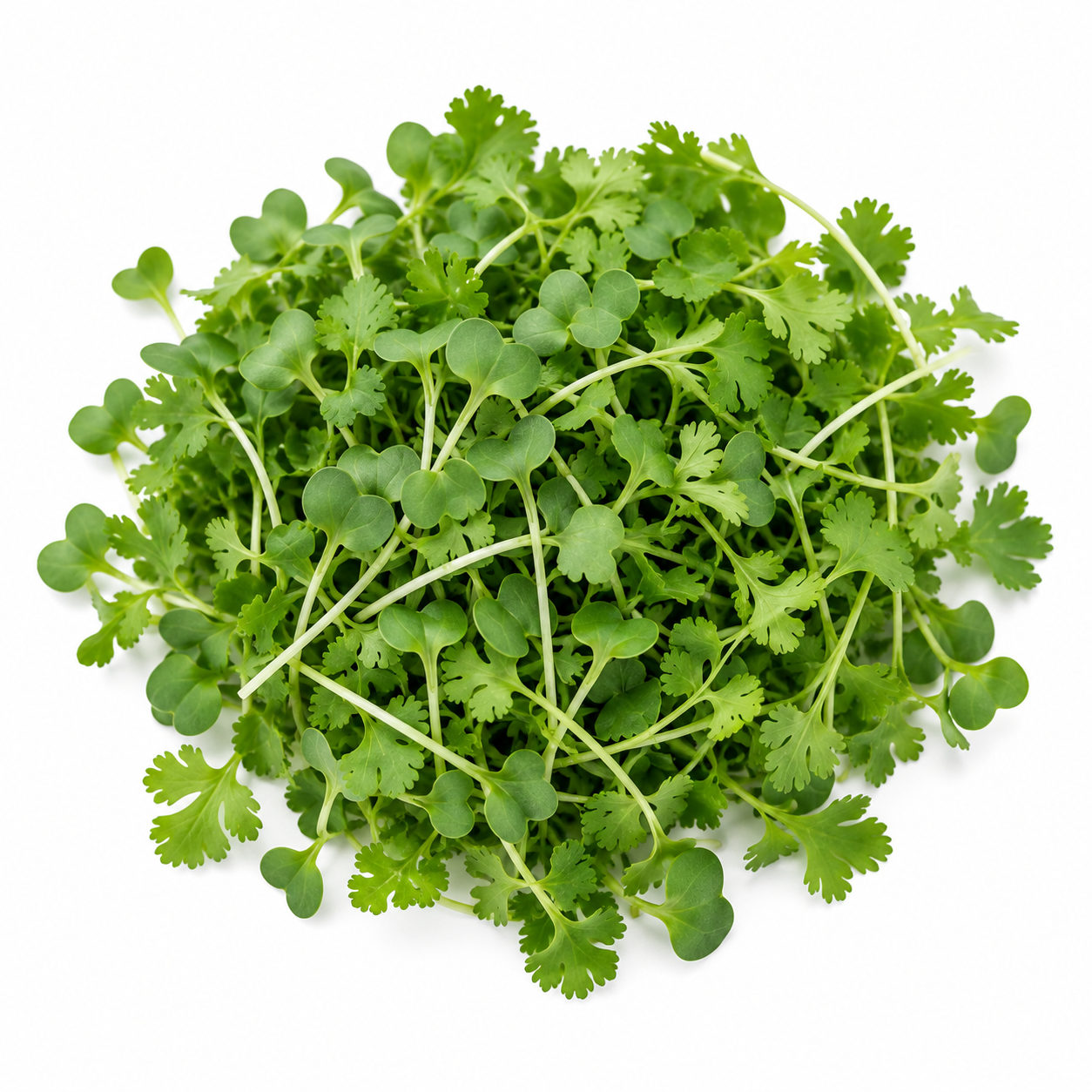 Broccoli & Cilantro Microgreens