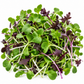 Broccoli & Mustard Microgreens Blend