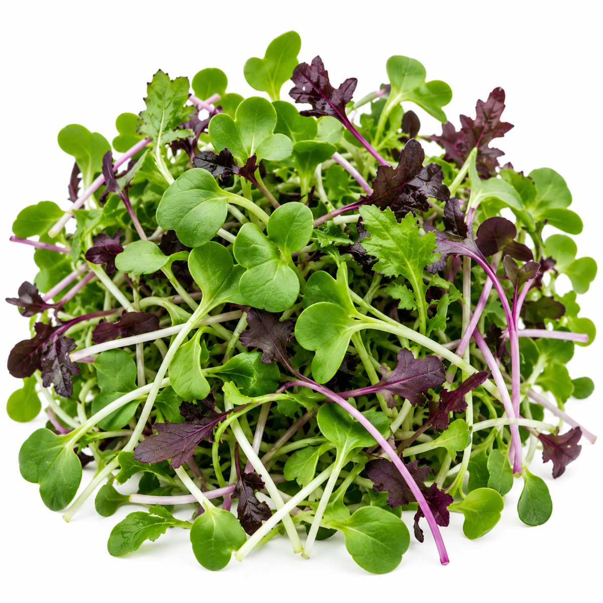 Broccoli & Mustard Microgreens Blend