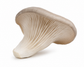 Oyster Mushrooms (4oz)