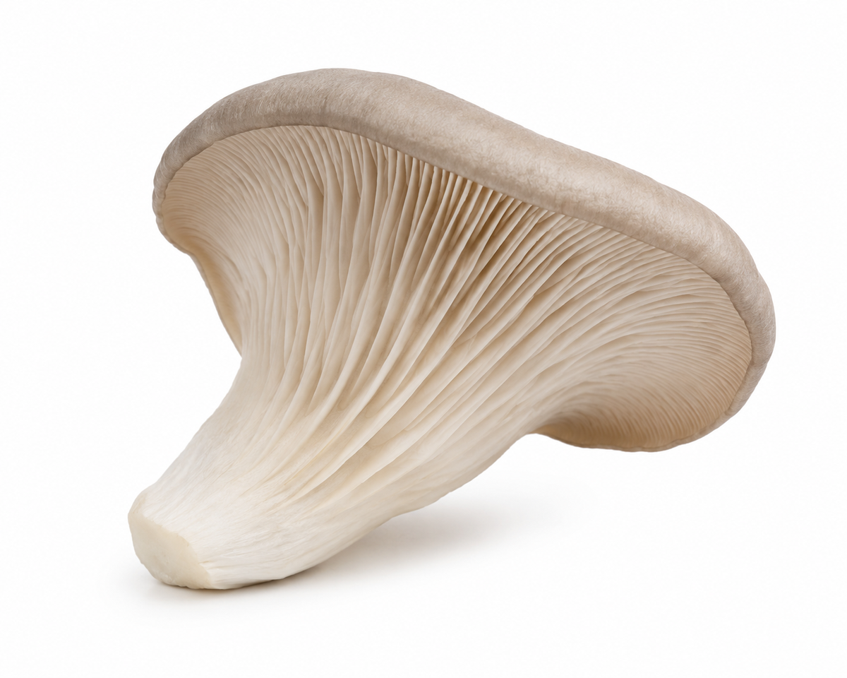 Oyster Mushrooms (4oz)