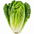 Romaine Lettuce (Heads)