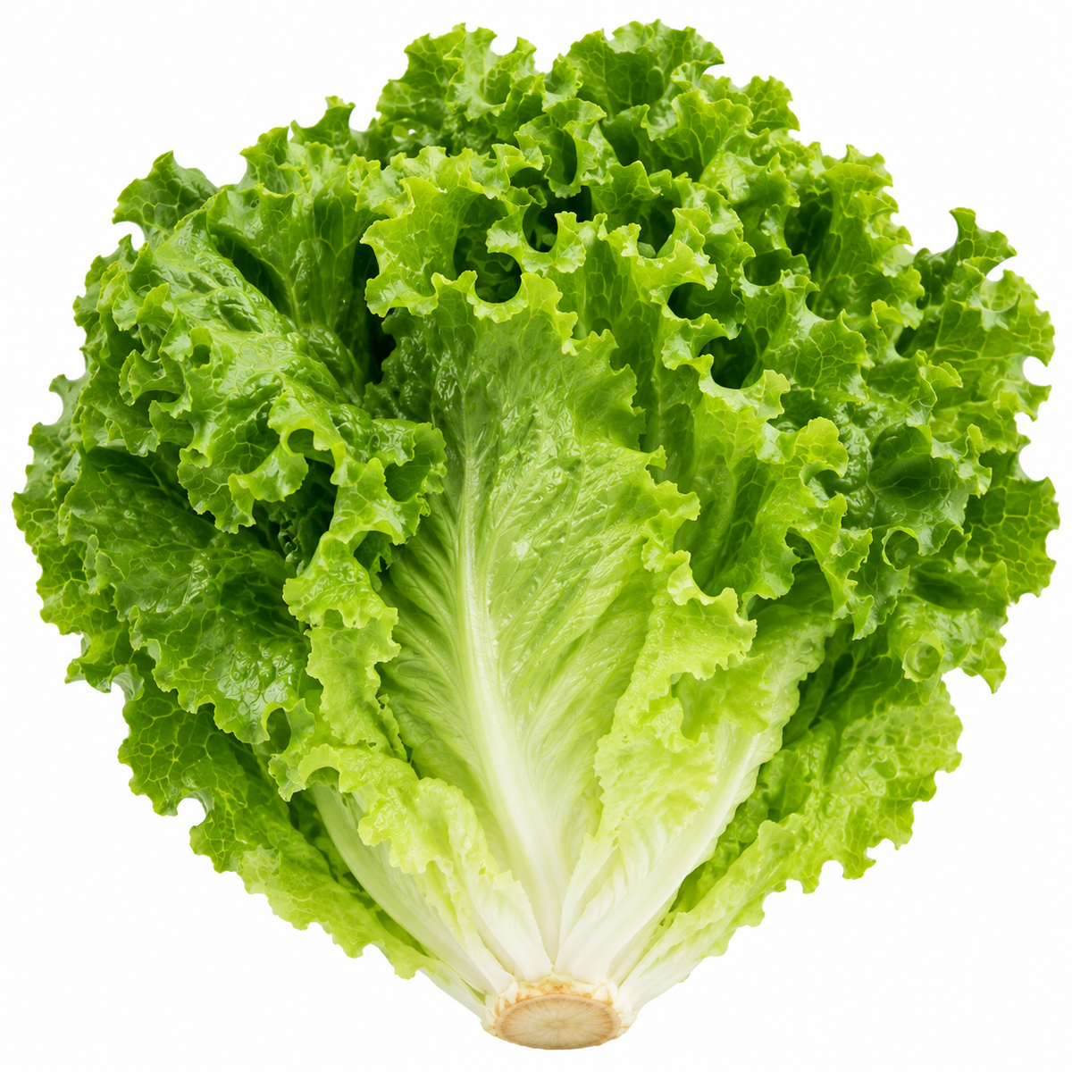 Green Leaf Lettuce (Heads)