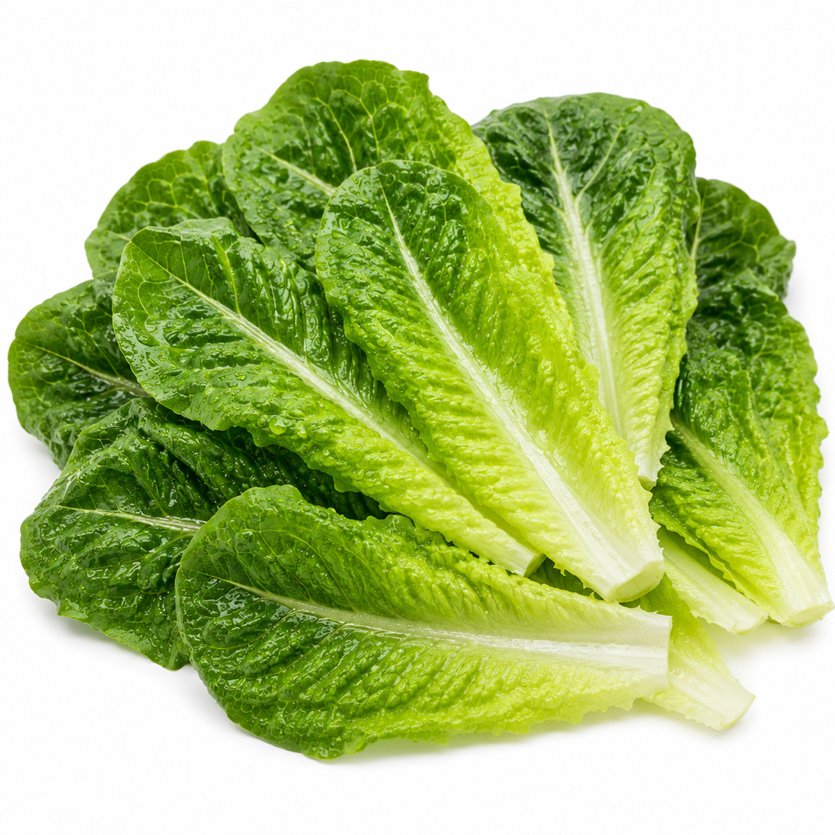 Romaine Lettuce (Leaves)