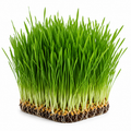 Wheatgrass (43g)