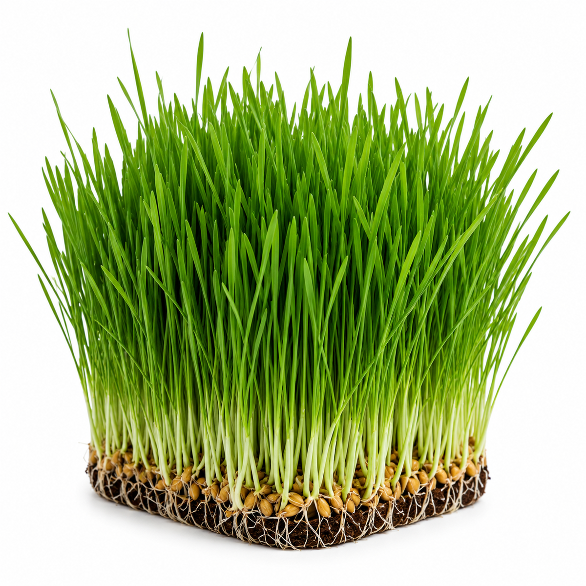 Wheatgrass (43g)