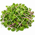Wasabi & Radish Microgreens Blend