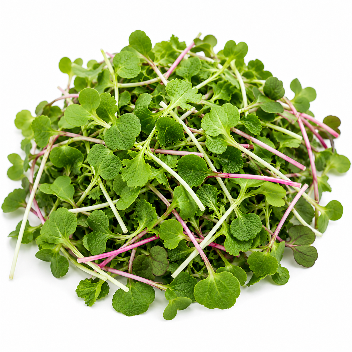 Wasabi & Radish Microgreens Blend