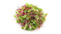 Cajun Spicy Microgreens Blend