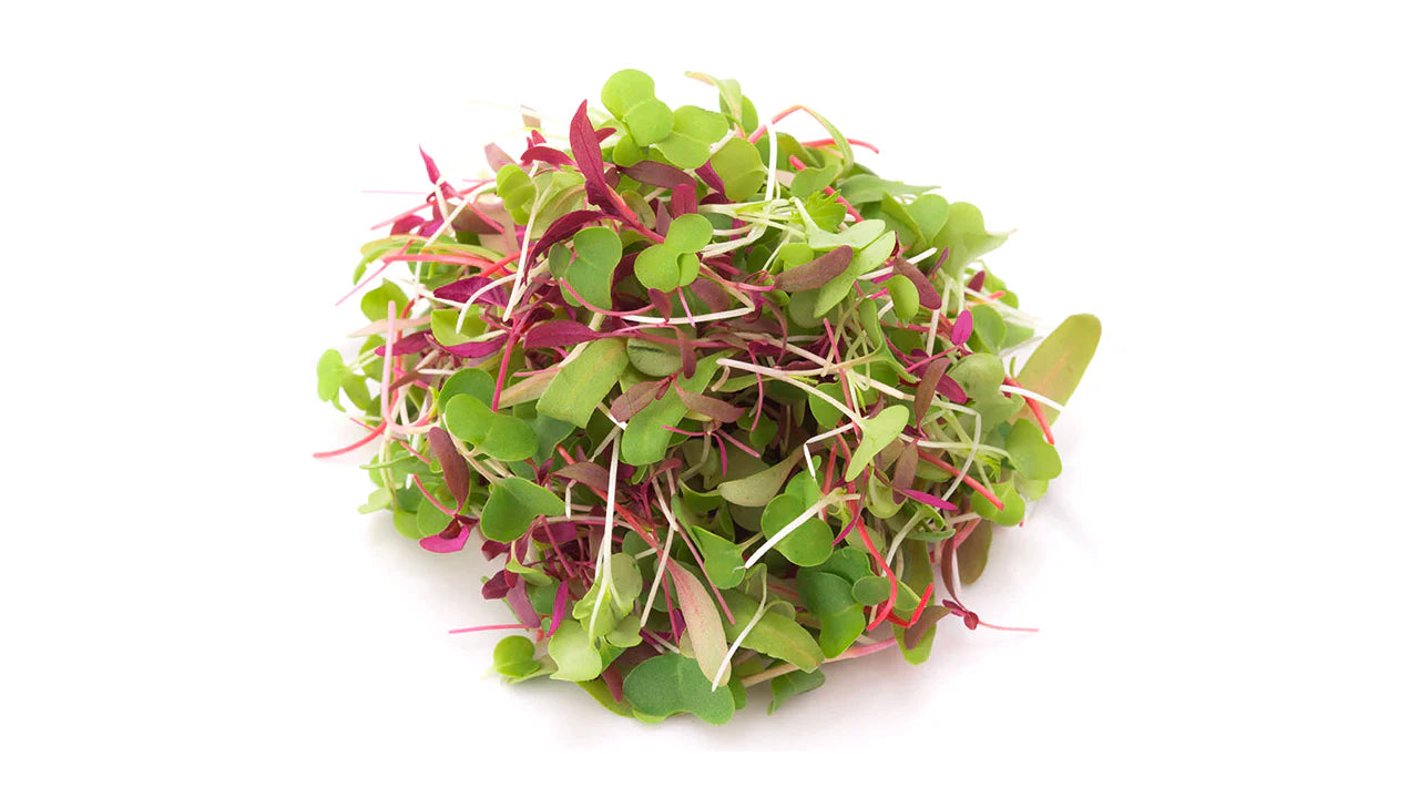 Cajun Spicy Microgreens Blend
