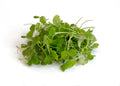 Wasabi Microgreens