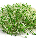 Wasabi Radish Microgreens (Intense)
