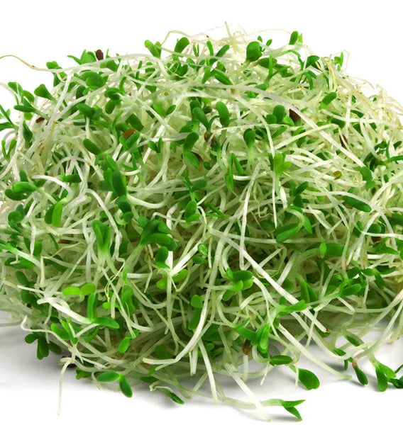 Wasabi Radish Microgreens (Intense)