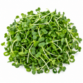 Broccoli & Spicy Green Onion Microgreens Blend