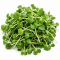 Wasabi Microgreens