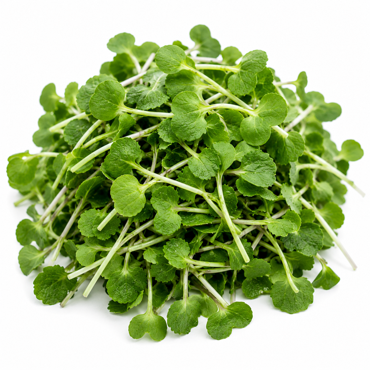 Wasabi Microgreens