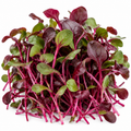 Bull's Blood (Beet) Microgreens