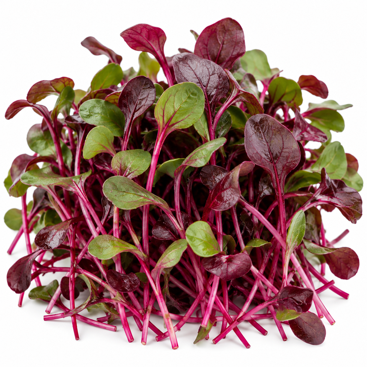 Bull's Blood (Beet) Microgreens