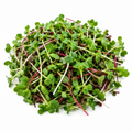 Broccoli & Radish Microgreens Blend