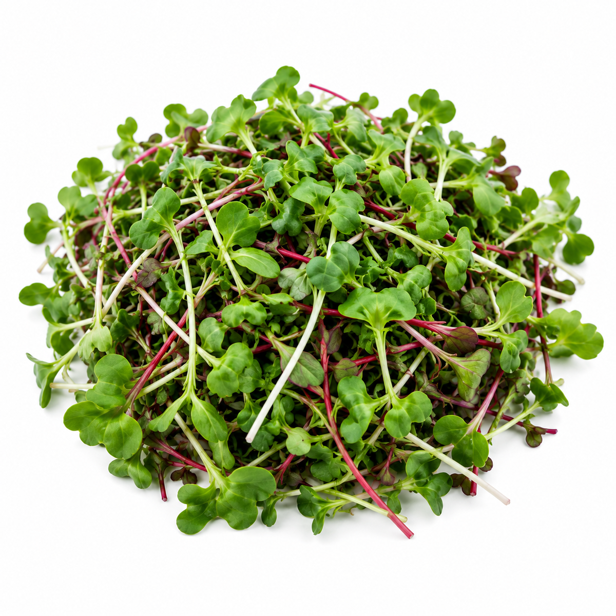 Broccoli & Radish Microgreens Blend