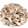 Bulk Oyster Mushrooms (per lb)