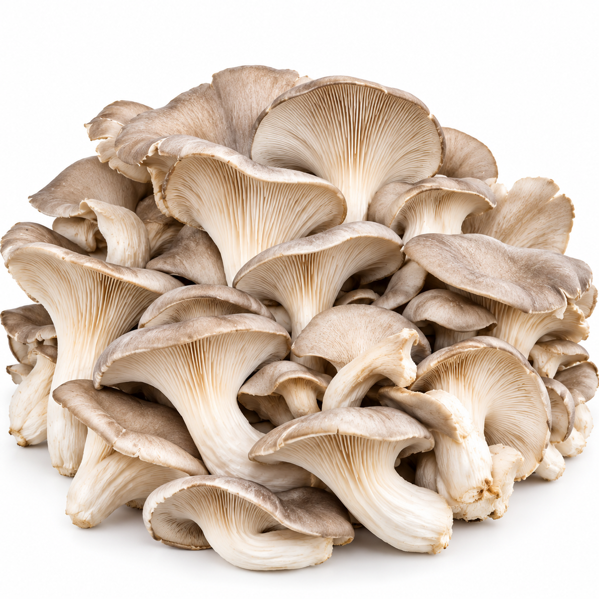 Bulk Oyster Mushrooms (per lb)