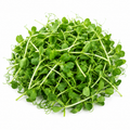 Pea Microgreens