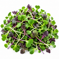 Mustard Microgreens