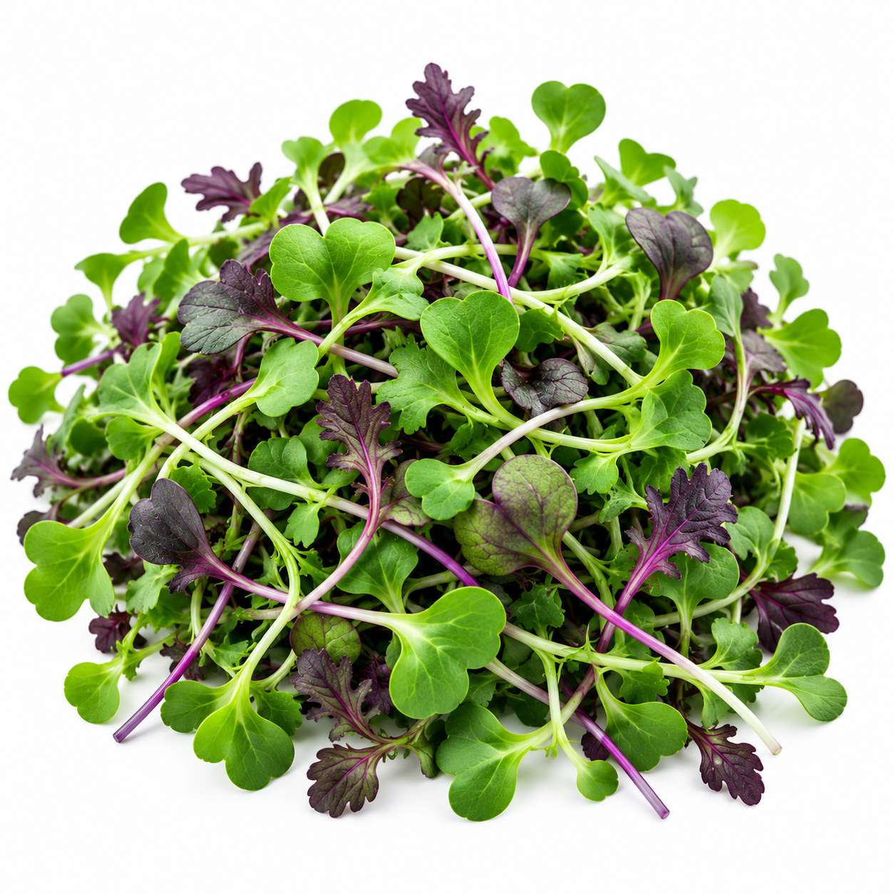 Mustard Microgreens
