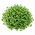 Broccoli Microgreens