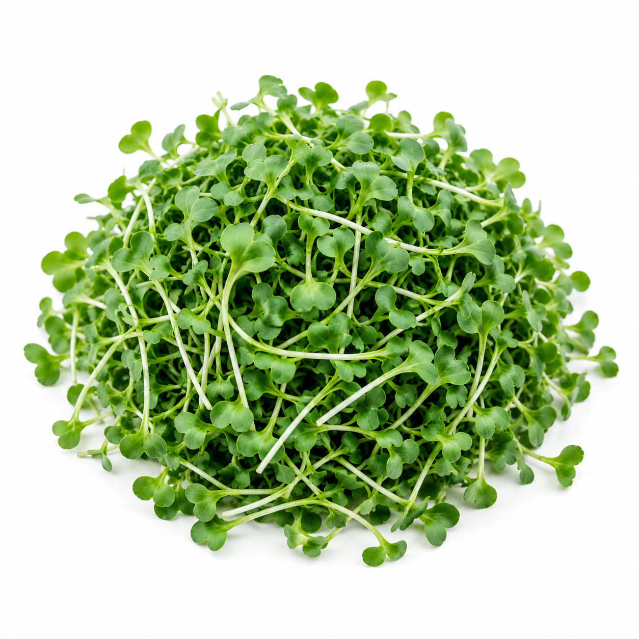 Broccoli Microgreens