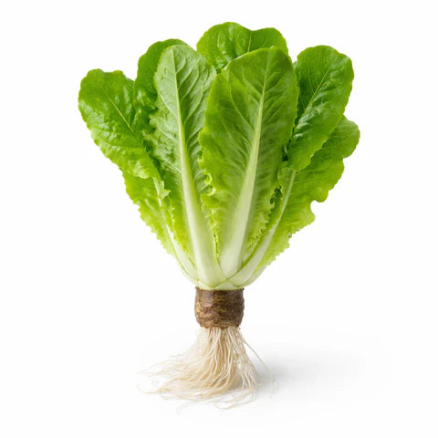 Living Romaine Lettuce (Green)