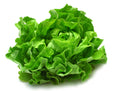 Premium Lettuce