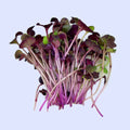 Radish Microgreens