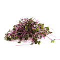 Cabbage Microgreens