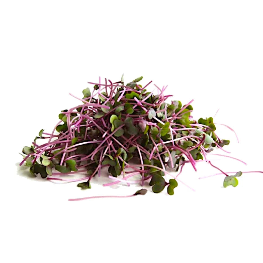 Cabbage Microgreens
